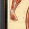 Anatomical Human Muscular Structure Charts by Tanck & Wagelin, 1950, Set of 2, Image 8