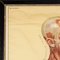 Anatomical Human Muscular Structure Charts by Tanck & Wagelin, 1950, Set of 2, Image 11