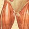 Anatomische Anatomie der menschlichen Muskulatur von Tanck & Wagelin, 1950, 2er Set 7
