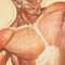 Anatomische Anatomie der menschlichen Muskulatur von Tanck & Wagelin, 1950, 2er Set 15