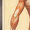 Anatomical Human Muscular Structure Charts by Tanck & Wagelin, 1950, Set of 2 32