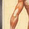 Anatomische Anatomie der menschlichen Muskulatur von Tanck & Wagelin, 1950, 2er Set 32