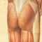 Stampe anatomiche sulla struttura muscolare di Tanck & Wagelin, 1950, set di 2, Immagine 34