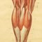 Anatomische Anatomie der menschlichen Muskulatur von Tanck & Wagelin, 1950, 2er Set 26