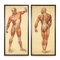 Anatomical Human Muscular Structure Charts by Tanck & Wagelin, 1950, Set of 2 1