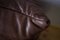 Vintage Brown Leather 3-Seat Togo Sofa by Michel Ducaroy for Ligne Roset 7