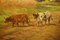 Jihuitog, Rural Scene, 1880, Oil Painting, Framed, Image 18