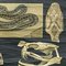 Stampa raffigurante un serpente di Jung Koch Quentell, anni '60, Immagine 3