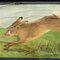 Hare Rabbit Countrylife Wall ChartJung Koch Quentell, 1960s 2