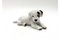 Porcelain Figurine Cavalier Dog from Rosenthal, Germany, 1920s 1