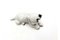 Porcelain Figurine Cavalier Dog from Rosenthal, Germany, 1920s 4