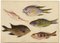 Madeira Insel Fisch Studie: Trompete, Papagei, Garoupa, 1862, Aquarell 2
