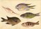 Madeira Insel Fisch Studie: Trompete, Papagei, Garoupa, 1862, Aquarell 1