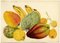 Madeira Island Fruits: Annona, Tabaibo, Nespera, 1862, Watercolour Painting 2
