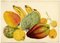 Madeira Island Fruits: Annona, Tabaibo, Nespera, 1862, Watercolour Painting, Image 2