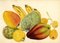 Fruits de l'île de Madère: Annona, Tabaibo, Nespera, 1862, Aquarelle 1