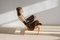 Vintage Dux Pernilla Lounge Chair by Bruno Mathsson for Dux, Image 4