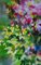 Zigmunds Snore, Bright Summer Flowers, 2020, Acuarela sobre papel, Imagen 5