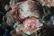 Arturs Amatnieks, Transformación: Naturaleza muerta con rosas, 2021, óleo sobre lienzo, Imagen 9