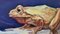 Vadim Kovalev, Frog, 2013, Oil on Canvas, Image 2