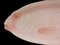 French Pink Platter Fish Shaped, France, 1950s 4