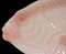 French Pink Platter Fish Shaped, France, 1950s, Image 7