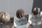 Kaktus Silberskulpturen auf Acrylglas Basis, Italien, 1970er, 5er Set 7