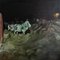 Baurjan Aralov, Cows Watching You Cry, 2022, óleo sobre lino, Imagen 1