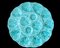 Large Turquoise Oyster Plate, 1960s, Image 7