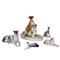 Porcelain Dog Figures, Set of 5 1