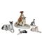 Porzellan Hundefiguren, 5er Set 1