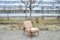 Antimott Sessel aus Nussholz von Walter Knoll / Wilhelm Knoll, 1960er 9