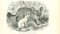 Paul Gervais, Fennec Fox, Lithographie, 1854 1
