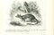 Paul Gervais, Il topo, Litografia, 1854, Immagine 1