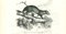 Paul Gervais, Mangouste a Queue Blanche, Lithograph, 1854 1