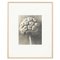 Karl Blossfeldt, Flower, Black & White Photogravure, 1942 1