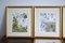 Marjorie Blamey, Nature Illustrations, Prints, Framed, Set of 4 2