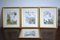 Marjorie Blamey, Nature Illustrations, Prints, Framed, Set of 4 1