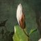 Artista, Natura morta con fiori, XIX secolo, Olio su tela, In cornice, Immagine 5