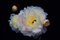 Michael Yamaoka, Constelación floral, 2022, Impresión de pigmento de archivo, Imagen 1
