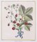 Elisabeth Haussard, Plant Illustrations, 1780, Engravings, Framed, Set of 2 2