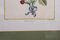 Elisabeth Haussard, Plant Illustrations, 1780, Gravuren, Gerahmt, 2er Set 7