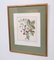 Elisabeth Haussard, Plant Illustrations, 1780, Gravuren, Gerahmt, 2er Set 4