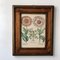 Floral Prints in the Style of Basilius Besler, Framed, Set of 4 3