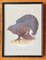 Vintage Bird Prints with Black Frames from Grants, Set of 2 8