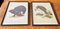 Vintage Bird Prints with Black Frames from Grants, Set of 2 9