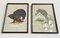 Vintage Bird Prints with Black Frames from Grants, Set of 2 4