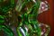 Ciotola in vetro di Murano verde e trasparente, Immagine 4