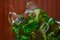 Ciotola in vetro di Murano verde e trasparente, Immagine 5