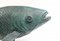 Estatua de bronce de pez carpa Koi de fundición, Imagen 6